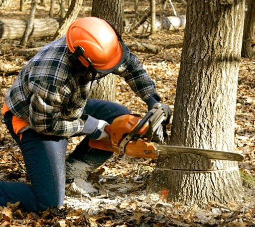Tree Removal in Spurger, TX